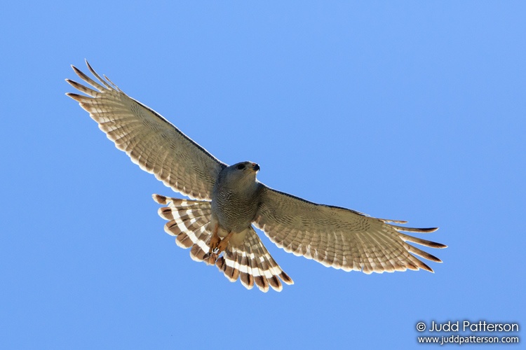 Gray Hawk, Big Bend National Park, Texas, United States